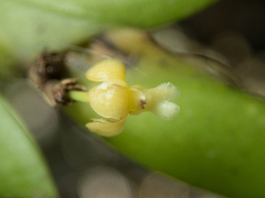 Dendrobium aloifolium
