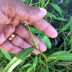 Persicaria