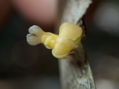 Dendrobium aloifolium