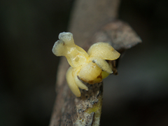 Dendrobium aloifolium
