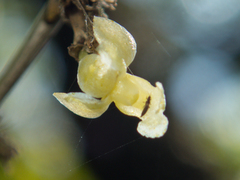 Dendrobium aloifolium
