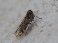 Tachycixius pilosus