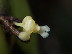 Dendrobium aloifolium