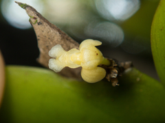 Dendrobium aloifolium