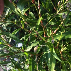 Persicaria