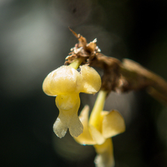 Dendrobium aloifolium