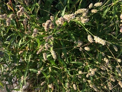 Persicaria
