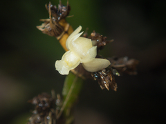 Dendrobium aloifolium