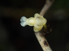 Dendrobium aloifolium