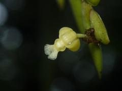 Dendrobium aloifolium