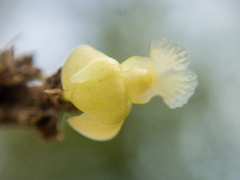 Dendrobium aloifolium