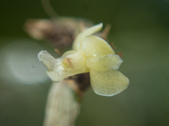 Dendrobium aloifolium