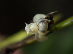 Dendrobium aloifolium