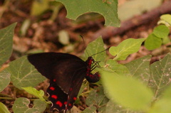 Parides montezuma