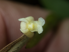 Dendrobium aloifolium