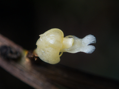 Dendrobium aloifolium