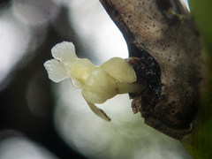 Dendrobium aloifolium