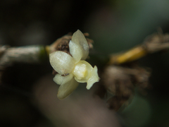 Dendrobium aloifolium