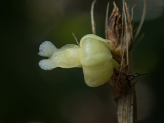 Dendrobium aloifolium