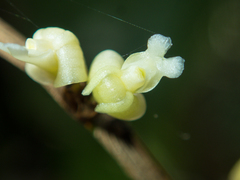 Dendrobium aloifolium
