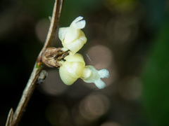 Dendrobium aloifolium