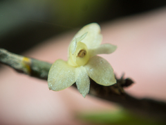 Dendrobium aloifolium