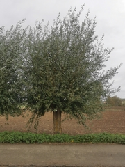 Salix alba