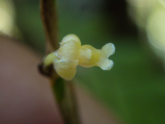 Dendrobium aloifolium