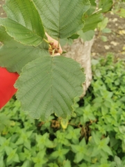 Alnus glutinosa