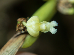 Dendrobium aloifolium