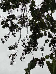 Alnus glutinosa