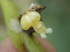 Dendrobium aloifolium