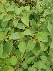 Reynoutria japonica
