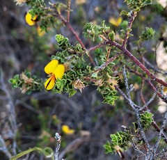 Pultenaea densifolia