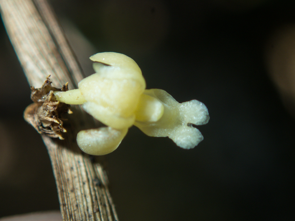 Dendrobium aloifolium (Dendrobium aloifolium)