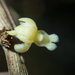 Dendrobium aloifolium - Photo (c) Gerard Chartier, some rights reserved (CC BY), uploaded by Gerard Chartier