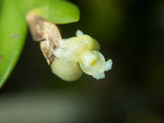 Dendrobium aloifolium