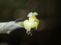 Dendrobium aloifolium