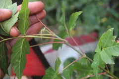 Acer negundo