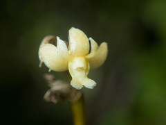 Dendrobium aloifolium