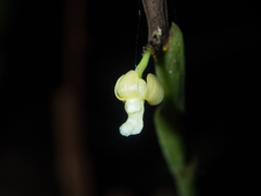 Dendrobium aloifolium