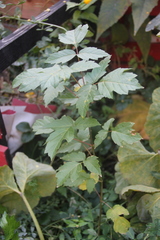 Acer negundo