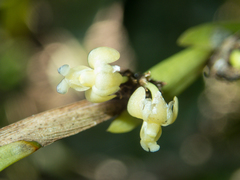 Dendrobium aloifolium