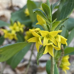 Daphne jezoensis