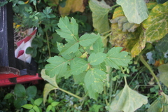 Acer negundo