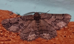 Menophra japygiaria