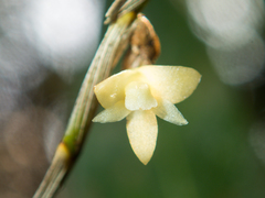 Dendrobium aloifolium