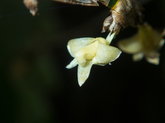 Dendrobium aloifolium