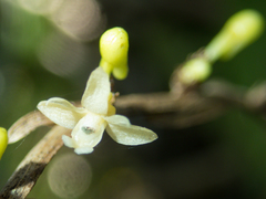 Dendrobium aloifolium