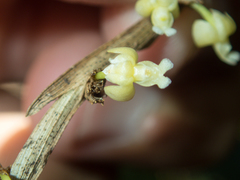 Dendrobium aloifolium